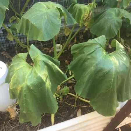 heatstress pumpkin